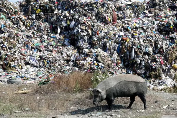 Pig is pictured in front of a pile of rubbish at a landfill of Porto Romano in Durres