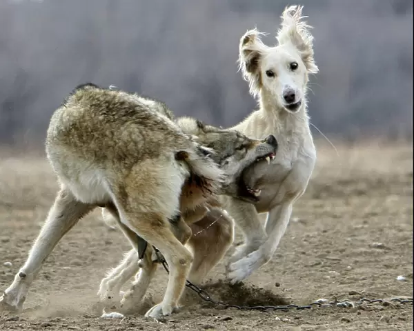 A chained wolf bites Kyrgyz wolfhound during hunters festival Salburun near the town of