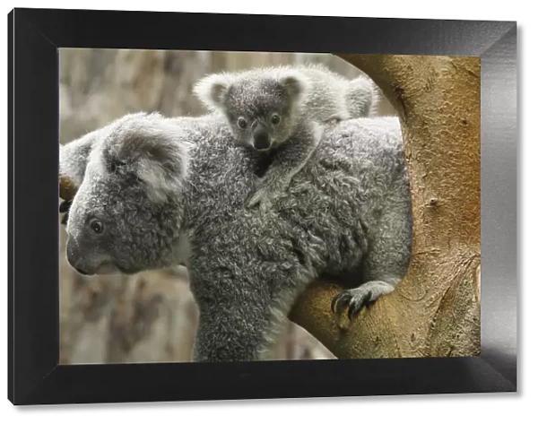 A koala joey hangs on its mother at the zoo in Duisburg