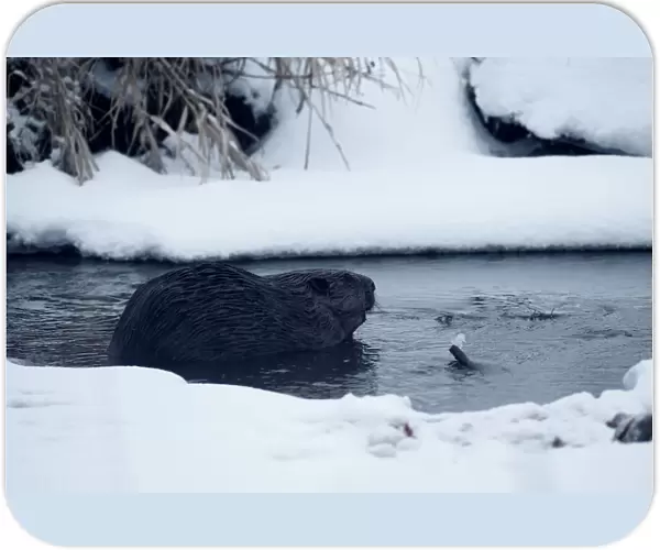 Beaver is seen in a channel in Republican landscape reserve Naliboksky near the village