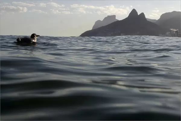 A penguin swims near Arpoador beach in Rio de Janeiro