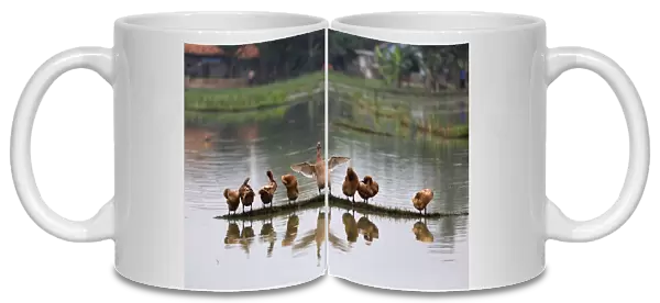 Ducks dry off while standing on some high ground in a pond in Bekasi, West Java province