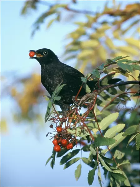 Blackbird, Turdus merula, male feeding on rowan berries, Scotland, autumn