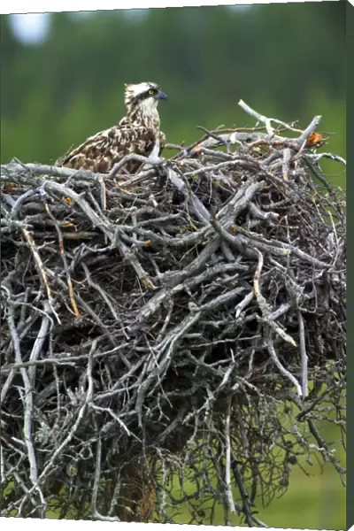 Osprey, Pandion haliaeetus, female on nest in rain, Finland, July