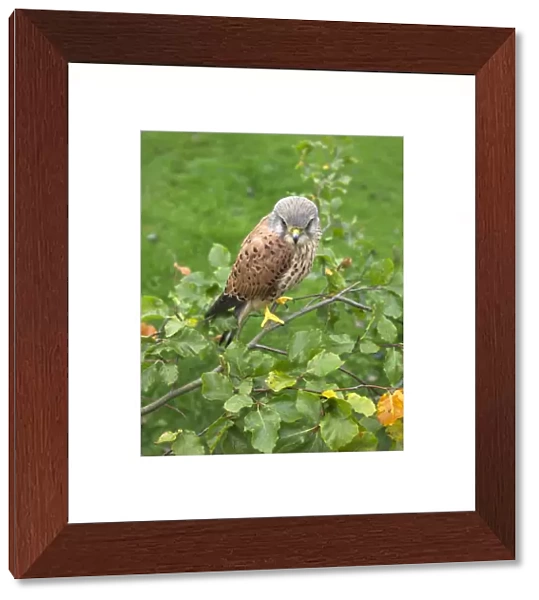 Kestrel Falco tunnunculus male perched in Oak tree UK autumn