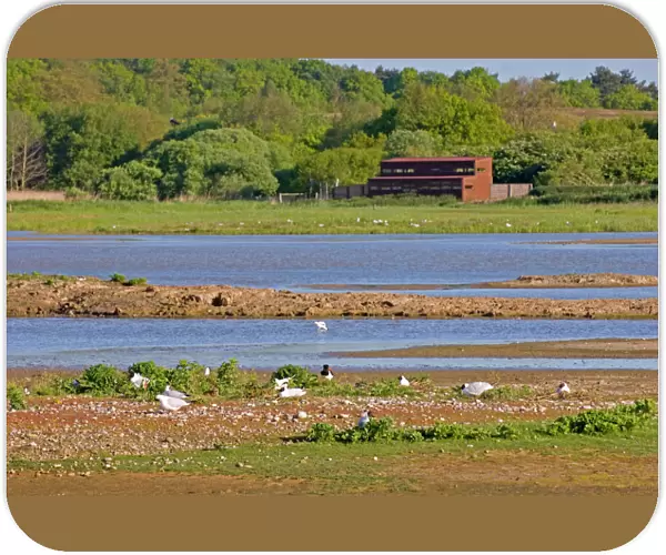 View across Scrape from East Hide (North Hide in background) Minsmere May