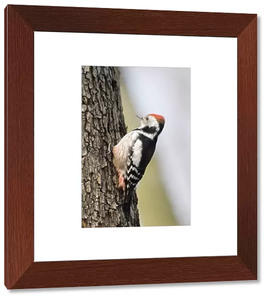 Middle spotted Woodpecker Dendrocopos medius Bulgaria winter