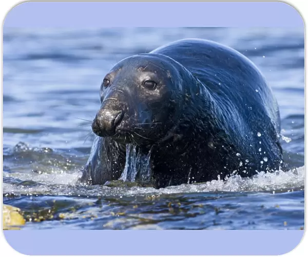 Grey Seal Halichoerus gryphus bull Shetland summer