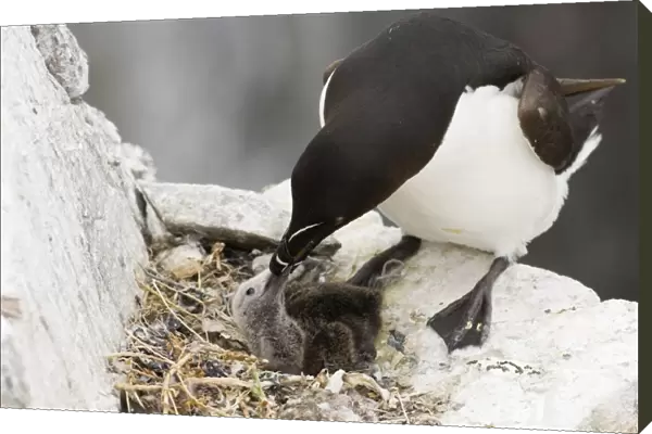 Razorbill Alca torda feeding chick in nest Inner Farne Farne Islands Northumberland