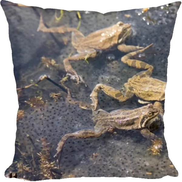 Marsh Frogs Rana ridibunda in pond surrounded by spawn Great Caucasus Georgia April