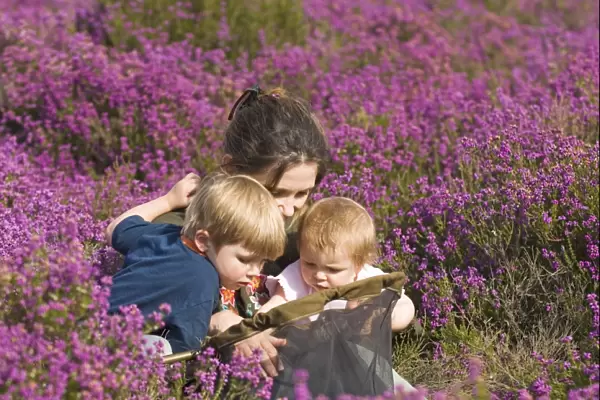 Mother and kids on heath in summer looking at insects in butterfly net Norfolk UK