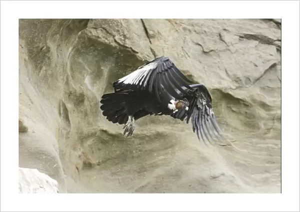 Andean Condor Vultur gryphus male leaving roosting ledge S. Chile November