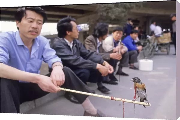 Man with Brambling in bird market in Beijing China May 1993