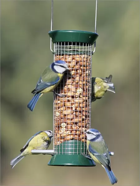 Blue Tits on garden nut feeder UK winter