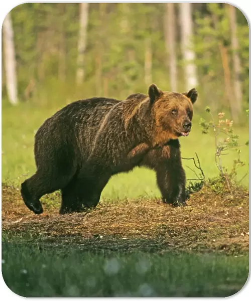 Brown Bear on Finnish  /  Russian border near Martinselkonen Finland June