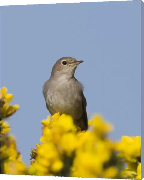 Nightingale Luscinia megarhynchos Suffolk April