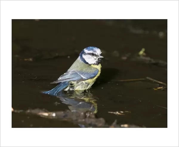 Blue Tit Parus caeruleus bathing Norfolk spring
