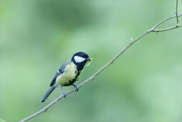 Great Tit Parus major with caterpillar for chicks Norfolk spring