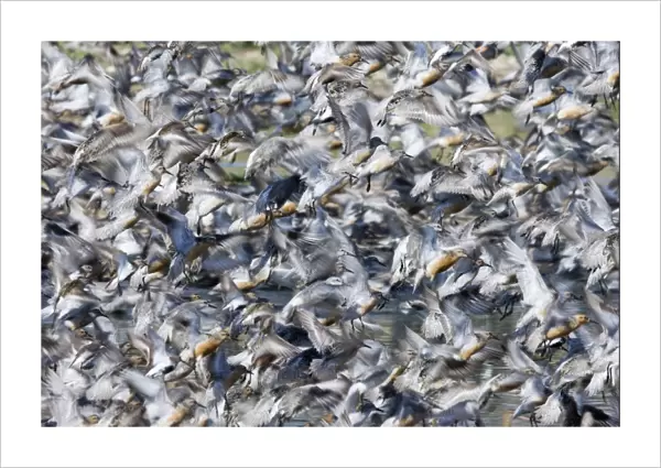 Knot Calidris canutus flock exploding from roost at Snettisham on the Wash Norfolk August