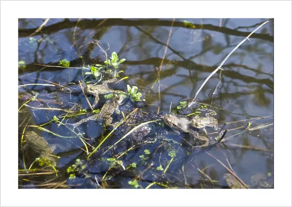 Common Toads Bufo bufo in pond in spring Norfolk