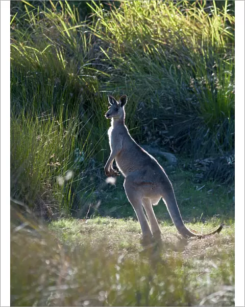 Grey Kangaroo Macropus giganteus Queensland Australia