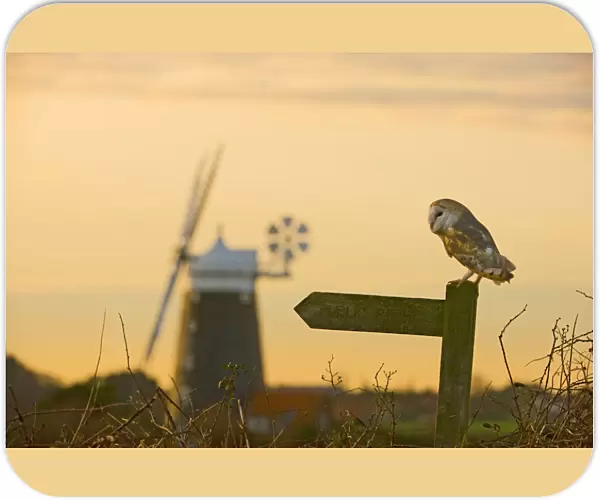 Barn Owl Tyto alba Cley North Norfolk winter