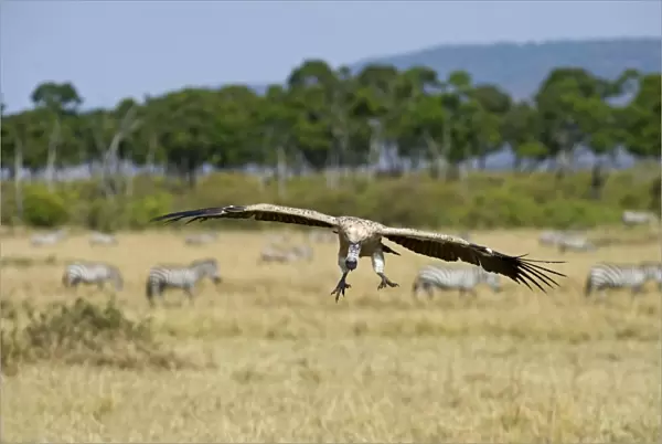 African White-backed Vulture Gyps africanus Masai Mara Kenya