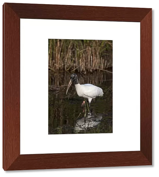 Wood Stork Mycteria americana Florida Everglades USA