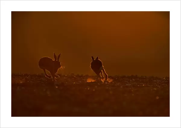 Brown (European) Hare Lepus europaeus buck chasing doe Norfolk