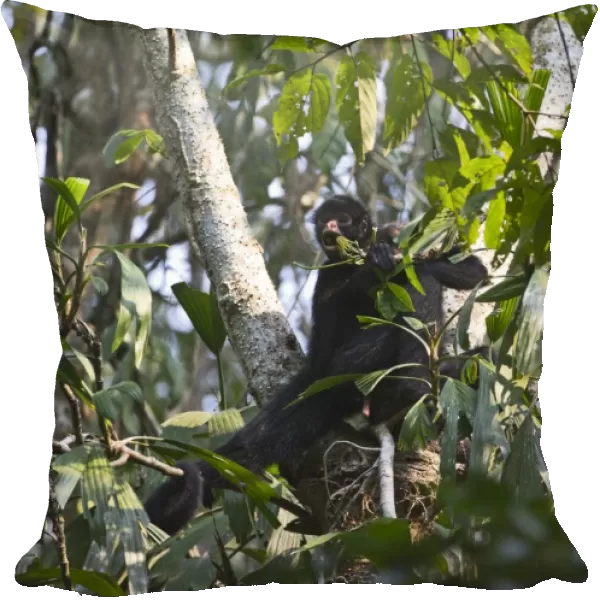 Spider Monkey Tambopata Peruvian Amazon