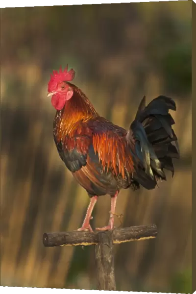 Cockerel used for cock fighting Palawan Philippines