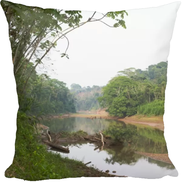 Backwater of the Tambopata River showing clay bank where worlds largest macaw  /  parrot