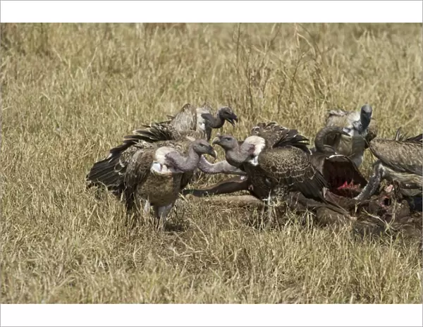 Ruppells Griffon Vultures Gyps rueppellii at carcass Masai Mara Kenya