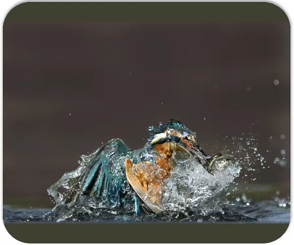 common kingfisher kingfisher alcedo atthis fish