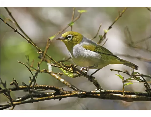 Silvereye (Zosterops lateralis) adult, perched on twig, Atherton Tableland, Great Dividing Range, Queensland