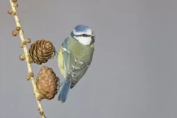 Blue Tit (Parus caeruleus) adult, perched on larch cones, Suffolk, England, February