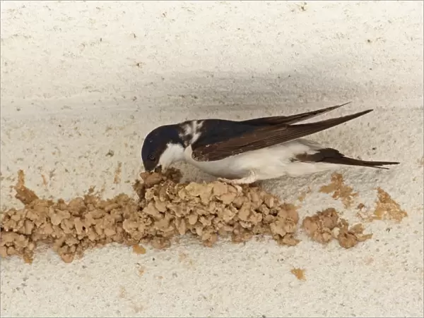 Common House Martin (Delichon urbica) adult, building mud nest on wall, near Ronda, Andalucia, Spain, May