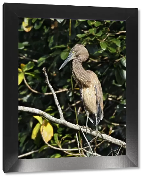 Great-billed Heron (Ardea sumatrana) immature, standing on branch, Daintree River, Daintree N. P