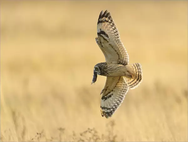 Short-eared Owl (Asio flammeus) adult, in flight, hunting over field, with vole prey in beak, Worlaby Carrs