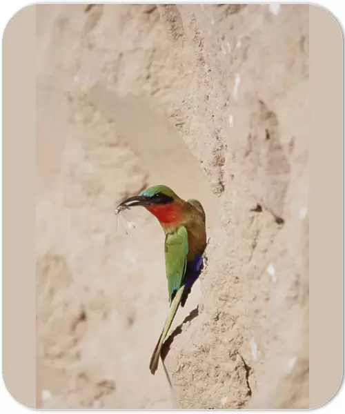 Red-throated Bee-eater (Merops bullocki) adult, with insect prey in beak, bringing food to nesthole, Gambia, February
