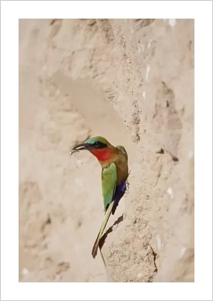 Red-throated Bee-eater (Merops bullocki) adult, with insect prey in beak, bringing food to nesthole, Gambia, February