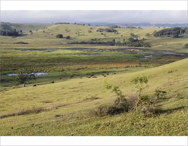 View of extinct volcanic crater with cattle and wetland habitat, important roosting area for waterfowl and cranes
