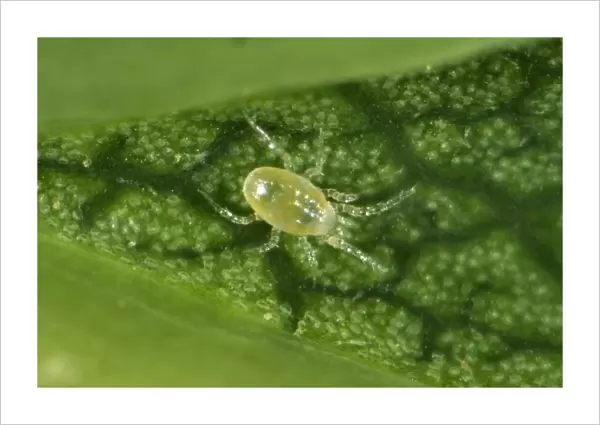 Phytoseiid mite (Phytoseiidae) on the underside of a sycamore leaf