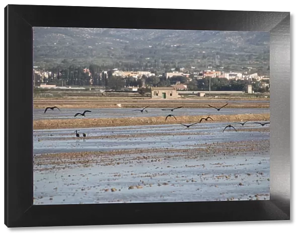 Glossy Ibis flying over Rice fields in the Ebro Delta in the Province of Tarragona in northeastern Spain