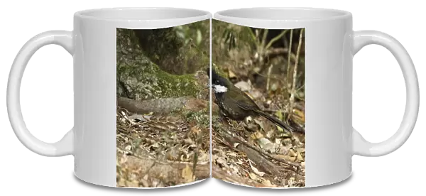 Eastern Whipbird (Psophodes olivaceus) adult, foraging on rainforest floor, Lamington N. P