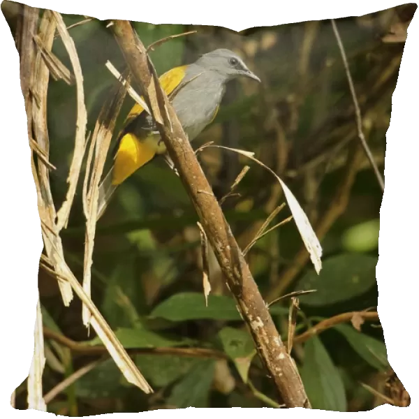 Grey-bellied Bulbul (Pycnonotus cyaniventris cyaniventris) adult, perched on branch, Taman Negara N. P
