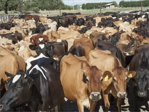 Domestic Cattle, Jersey and Jersey crossbreed dairy cows, herd coming in for milking, Cobram, Victoria, Australia