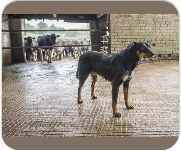 Domestic Dog, Huntaway, adult, standing in milking parlour collecting yard on farm, Shropshire, England, April