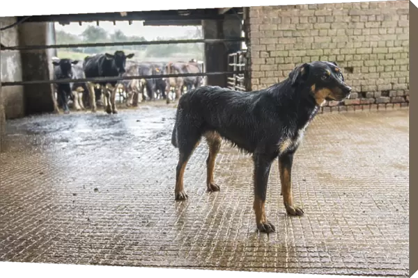 Domestic Dog, Huntaway, adult, standing in milking parlour collecting yard on farm, Shropshire, England, April
