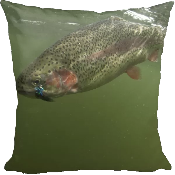 Rainbow Trout (Oncorhynchus mykiss) introduced species, adult, with artificial fishing fly in mouth